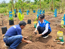 Melalui Program “HORTI the BEST” PLN Dorong Pemberdayaan Kelompok Tani “Saing Tomowair” Desa Hoder Untuk Peningkatan Kesejahteraan